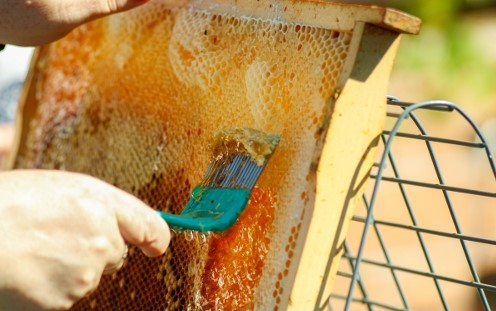 Dağ balı kiçik görüntü